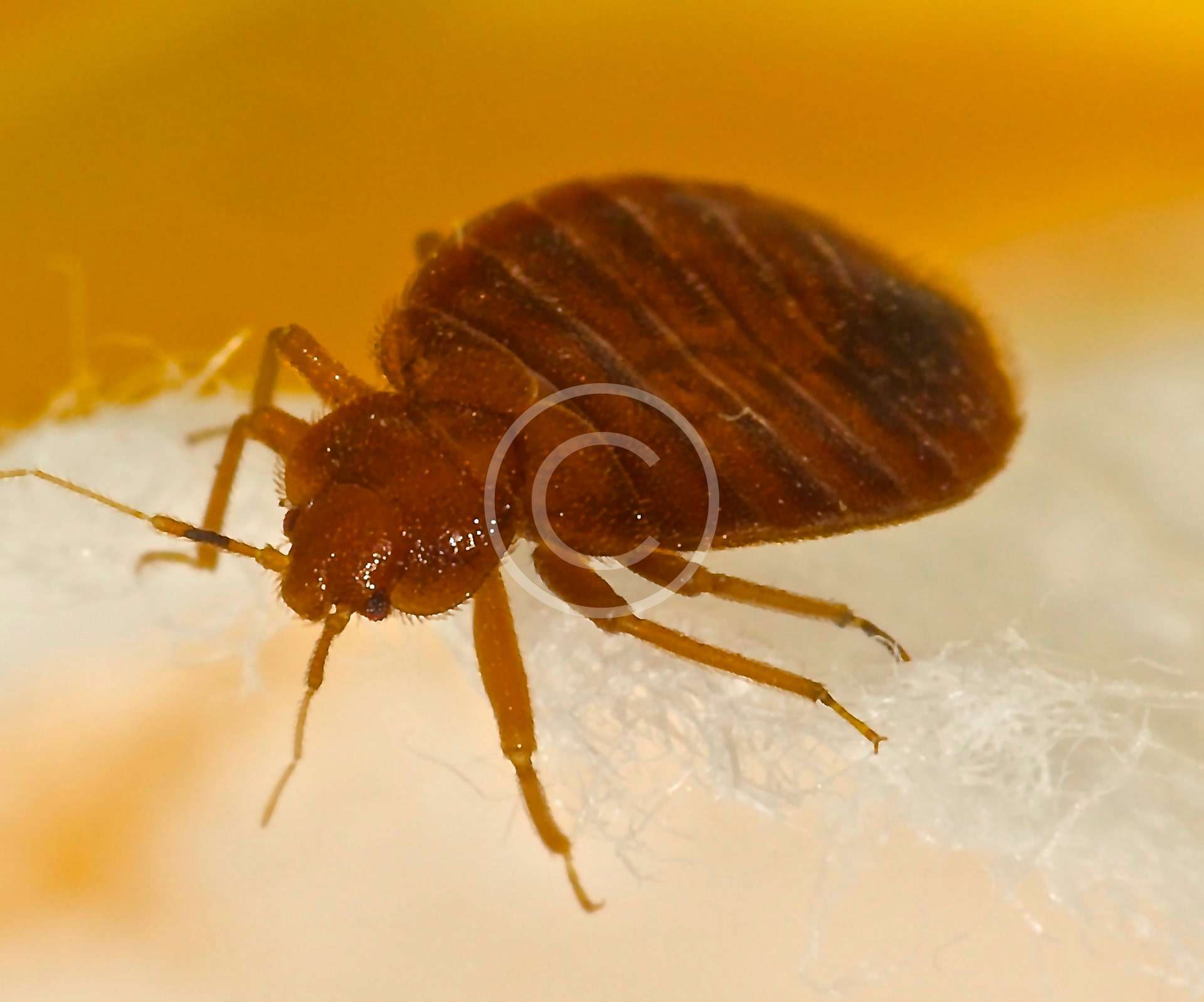 Bed Bugs GREEN PEST GmbH