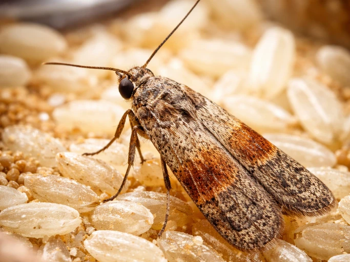 Lebensmittelmotten