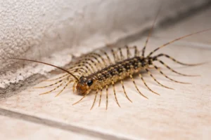 hundertfüsser schädlungsbekämpfung